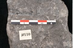 Foto (Detailansicht) von Araucaria haastii Ettingshausen (NHMW-GEO-2024-0188-10110)